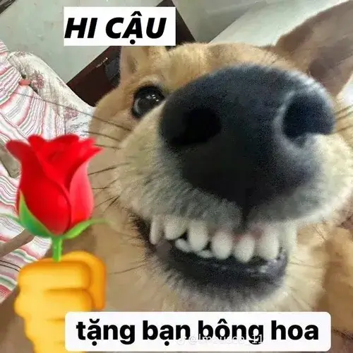 Khi con mèo nói “xin chào”, dân mạng tan chảy luôn