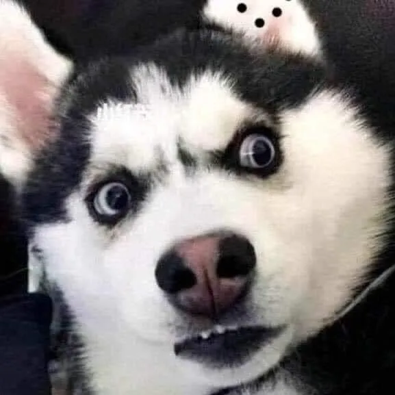 Husky lườm tức giận, ánh mắt dữ dằn nhưng buồn cười