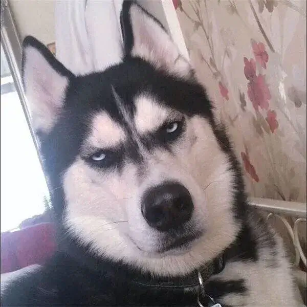 Meme Husky liếc ngang, ánh mắt hoài nghi cực lầy lội