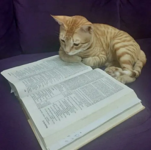 Meme học bùng nổ phút chót trước giờ kiểm tra