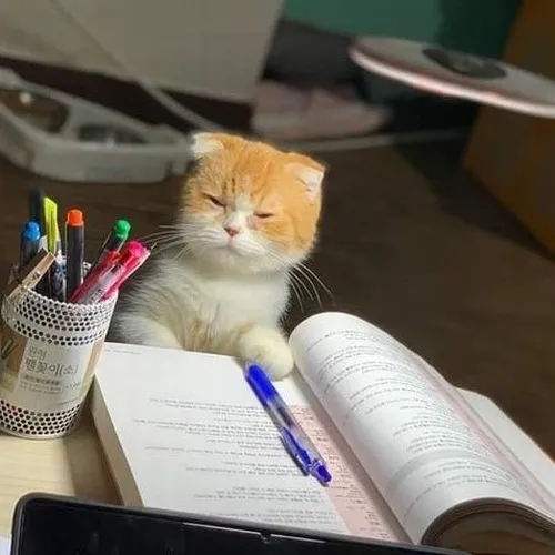 Meme tiếp thu căng não khi đọc giáo trình toàn chữ nhỏ