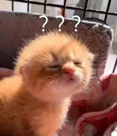 Meme gương mặt mèo chớp chớp mắt như bị lag