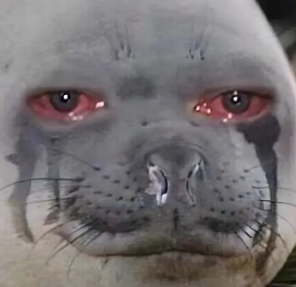 Huhu meme mỗi lần nghe câu còn cái nịt.