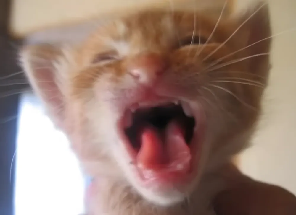 Meme mặt cười khóc vì mọi chuyện đều quá bất ngờ.
