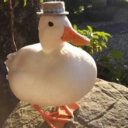 Meme con vịt đơ ngáo lan khắp TikTok.