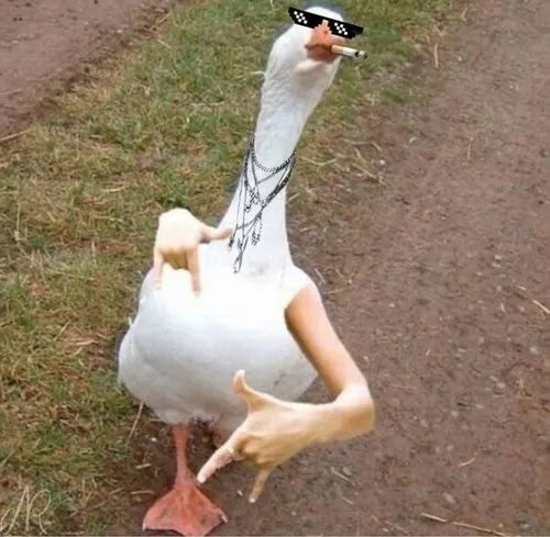 Top 110+ Meme Con Vịt, Vịt Vàng khiến bạn cười ra nước mắt với “duck face” huyền thoại