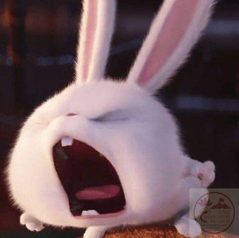 Ảnh nền thỏ Snowball