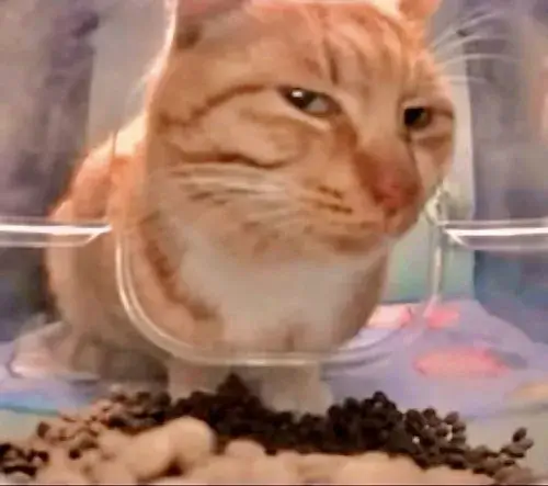Meme mèo nghi ngờ với ánh mắt dò xét đầy hài hước