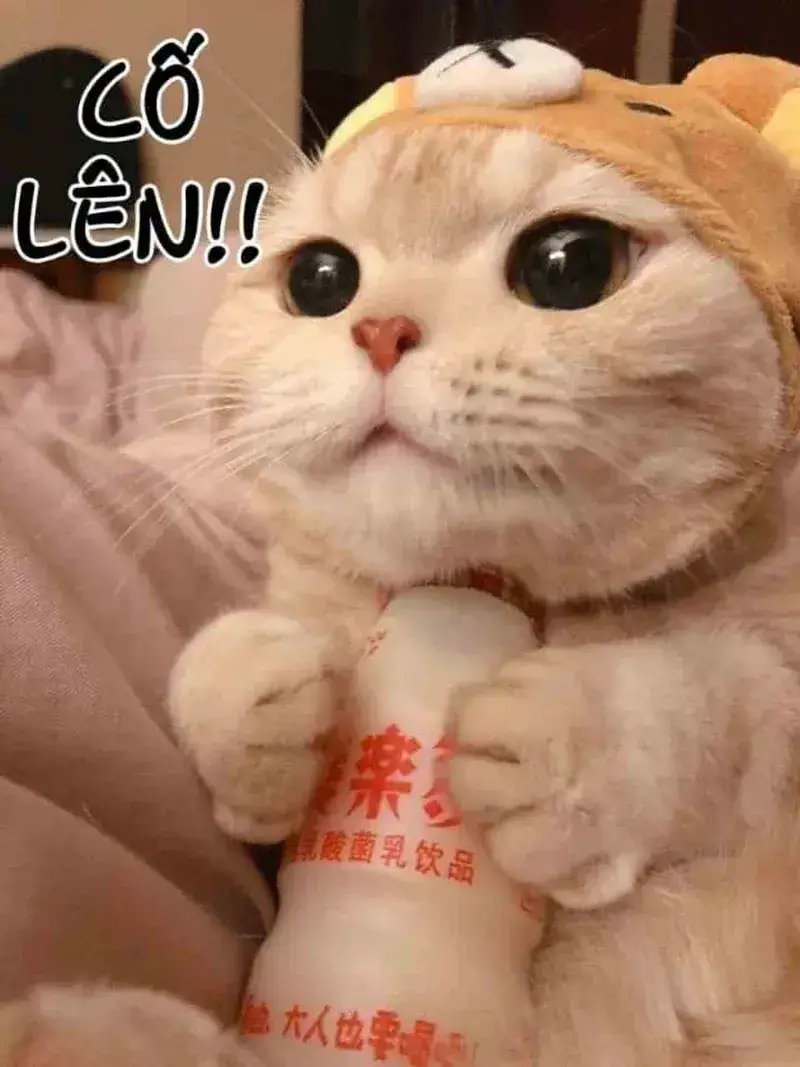 Hình troll mèo con cổ vũ với sự vui nhộn dí dỏm