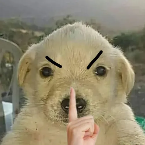 Hình troll biểu cảm kín đáo, thần thái đầy ngụ ý.