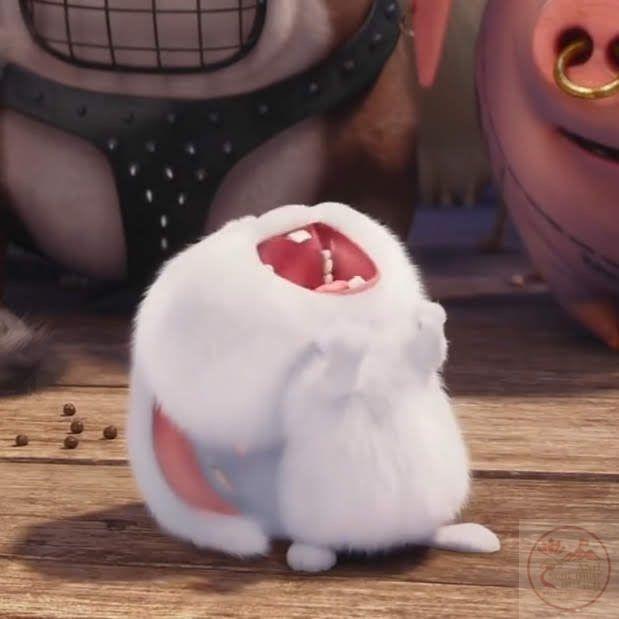 Ảnh thỏ Snowball buồn