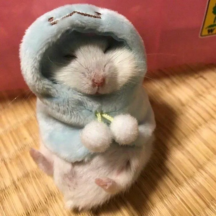 Avatar chuột hamster hồn nhiên dáng đứng ngộ nghĩnh
