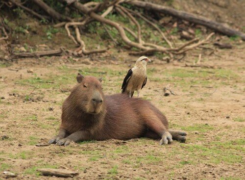 capybara chuột meme