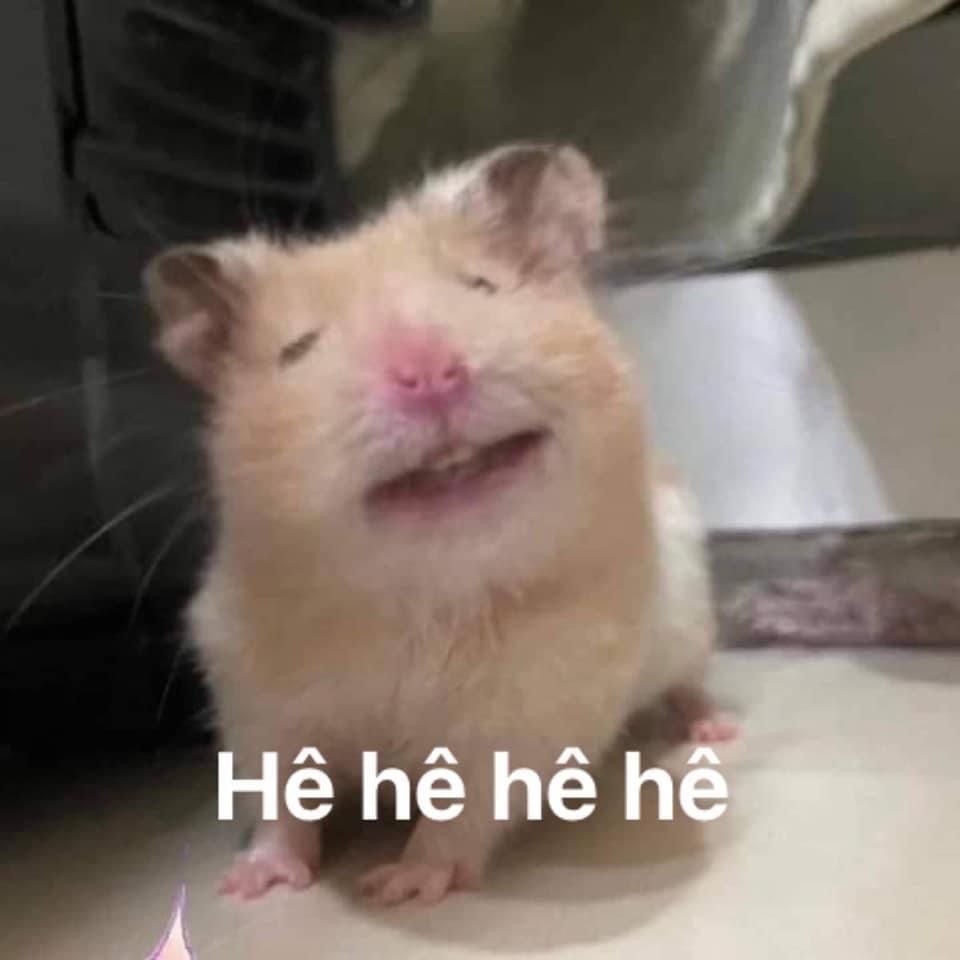 Lầy lội) Ảnh chuột Hamster Meme buồn cười, đáng yêu