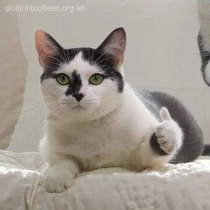 Meme mèo lan truyền mạnh với thông điệp cố lên