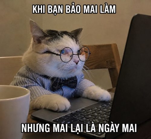 Ê meme – Sưu tầm ảnh chế thái độ siêu chất hài hước