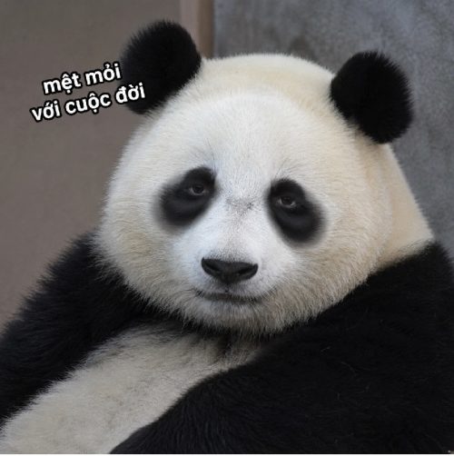 Tuyển tập gấu trúc meme mắt thâm, mệt mỏi biểu cảm cực hài bá đạo