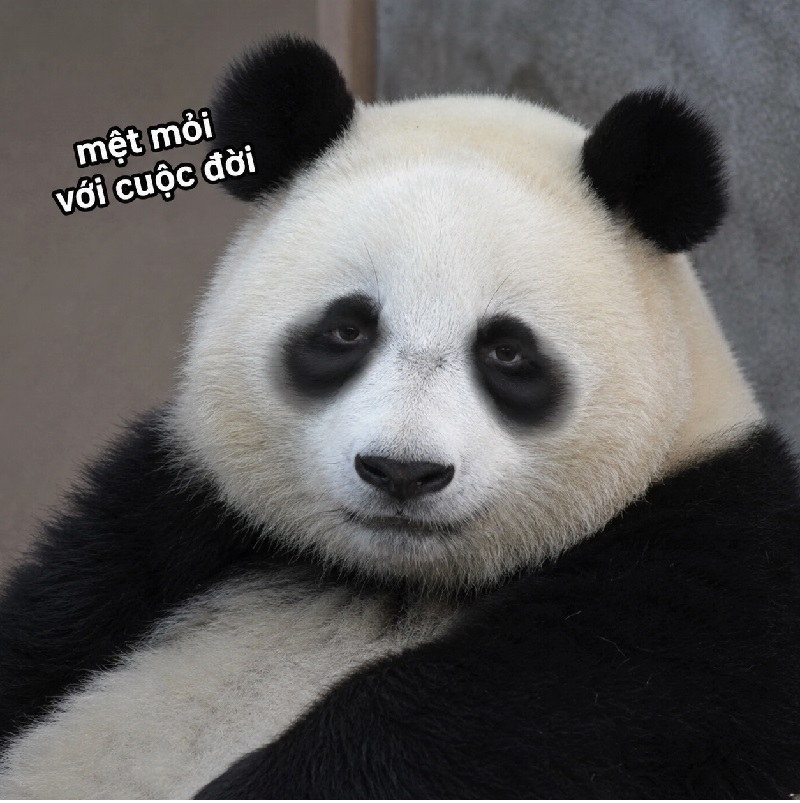 Tuyển tập gấu trúc meme mắt thâm, mệt mỏi biểu cảm cực hài bá đạo