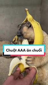 Chuột aaa ăn chuối ngon.lành #xuhuong #Master2022byTikTok #giaitri #vuinhon #haihuoc #viral #chuot #dongvat #aaa
