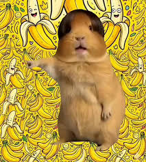 Meme Con Chuột Hamster Va Quả Chuối | TikTok