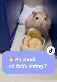 Cho bé hamster ăn chuối: Lợi ích và lưu ý