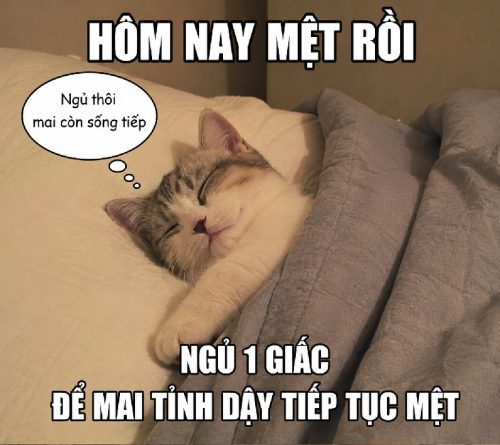 Meme Ngủ – Tuyển tập những khoảnh khắc hài hước nhất