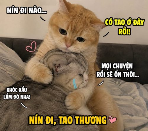 Meme an ủi – Tuyển tập những khoảnh khắc thương thương nhất