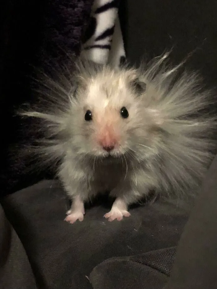 Hình chuột hamster bá đạo cực khó đỡ