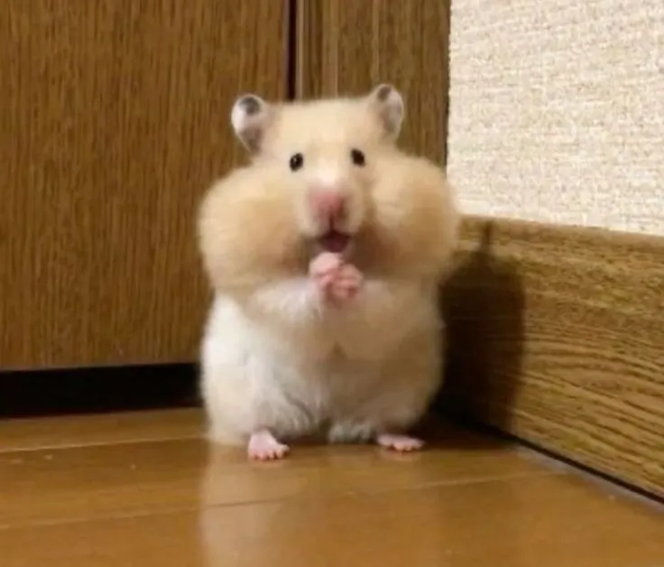 Hình chuột hamster lầy lội ánh mắt ngây ngô