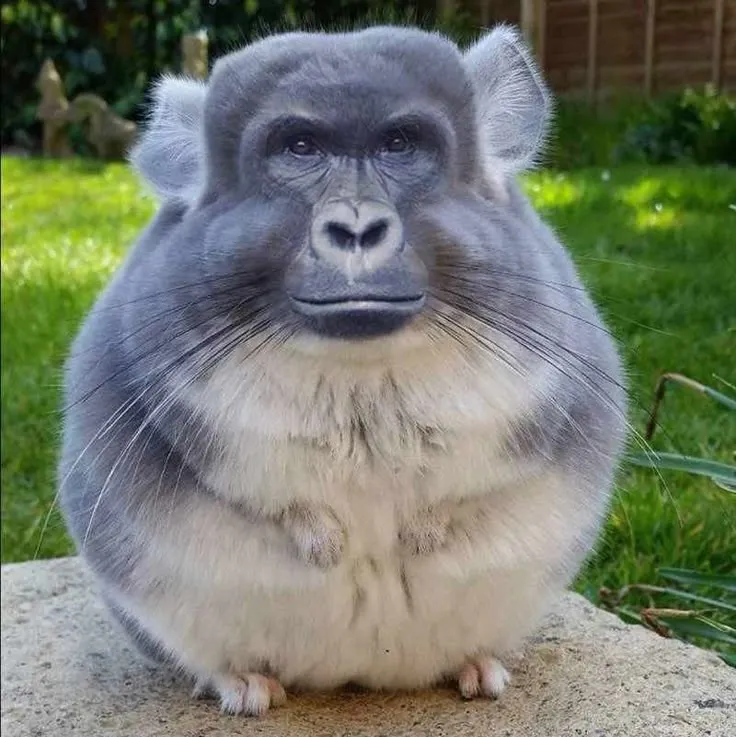 Hình chuột hamster bá đạo ánh mắt troll bá cháy