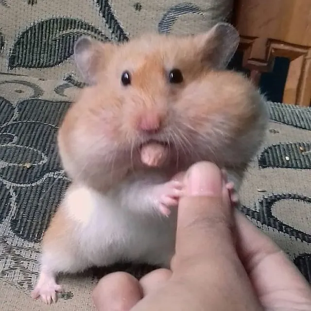 Hình chuột hamster vui nhộn cực bá đạo