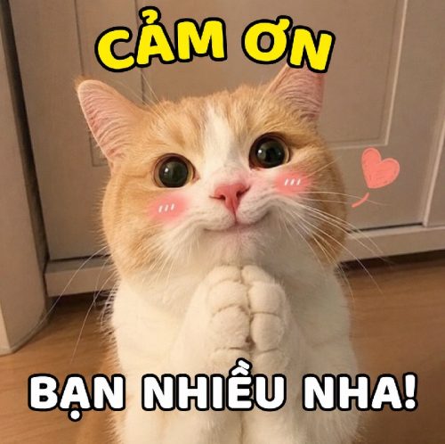 Meme cảm ơn – Tuyển tập những khoảnh khắc hài hước nhất