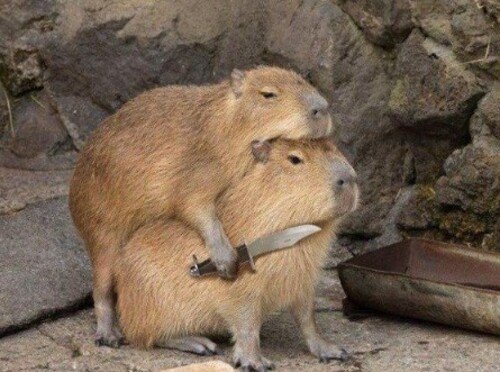 meme capybara cầm dao