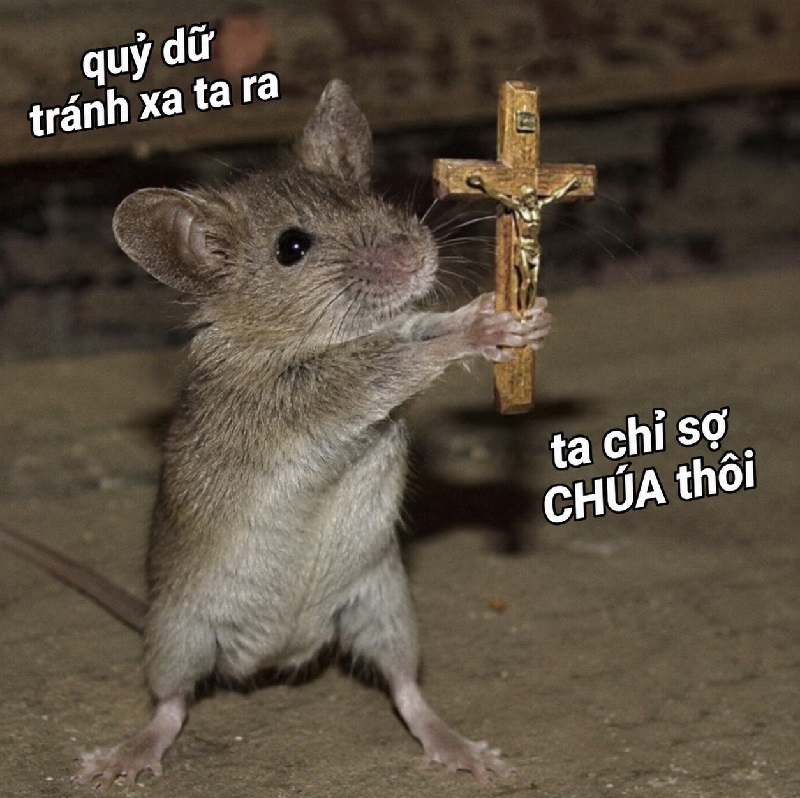 Ảnh chế meme chuột cầm thánh giá hài hước bá đạo nhất MXH