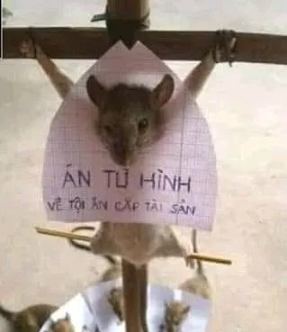 Chú chuột bị đóng tay chân lên cây thánh giá