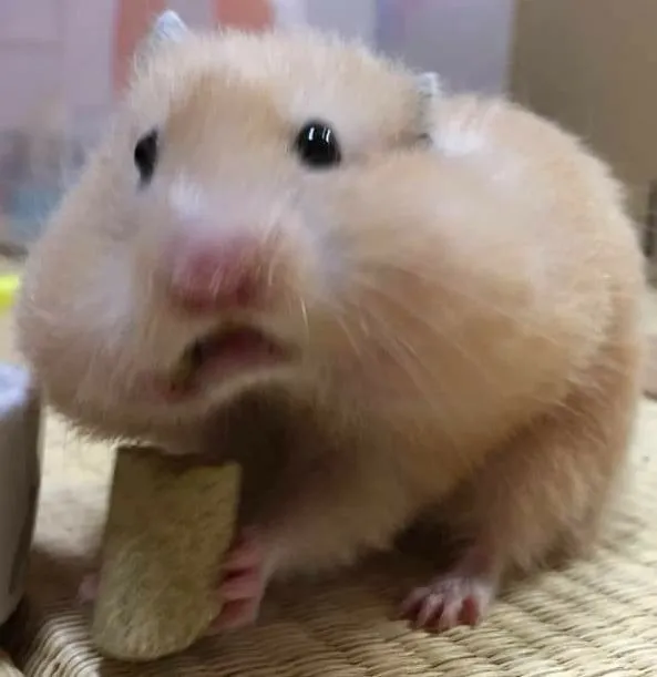 Ảnh chuột hamster hài hước cực vui tính