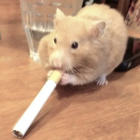 Meme chuột hamster hút thuốc vui nhộn gương mặt troll bá đạo