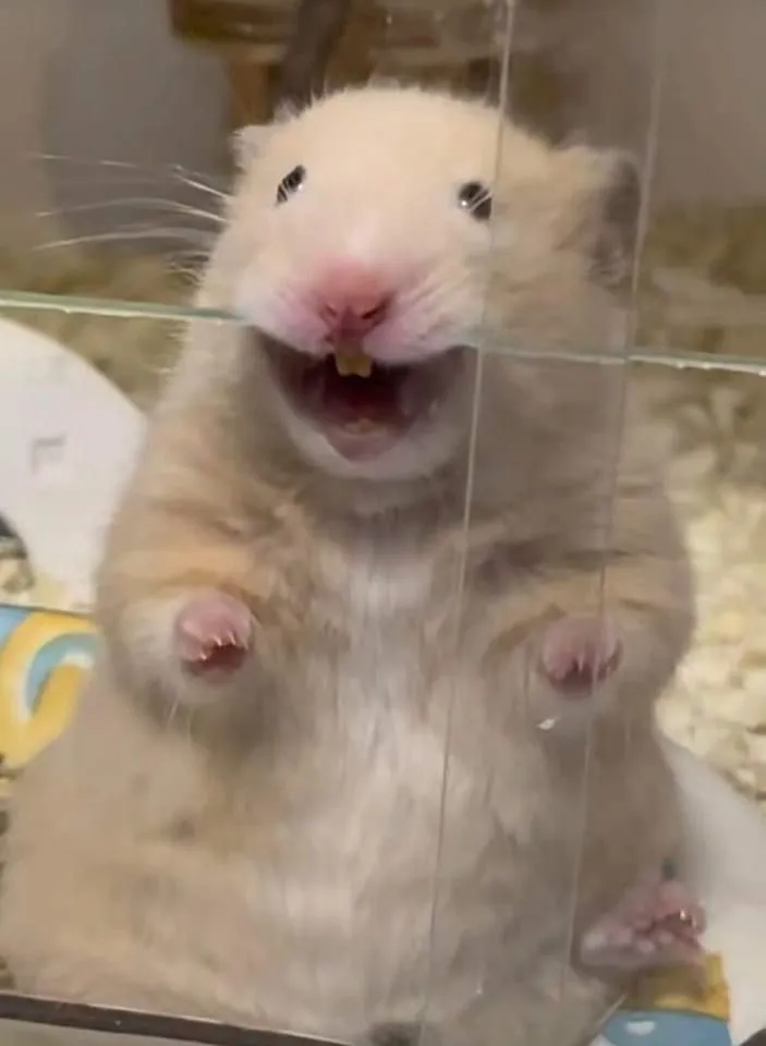 Meme chuột hamster bá đạo dáng đứng cực bựa