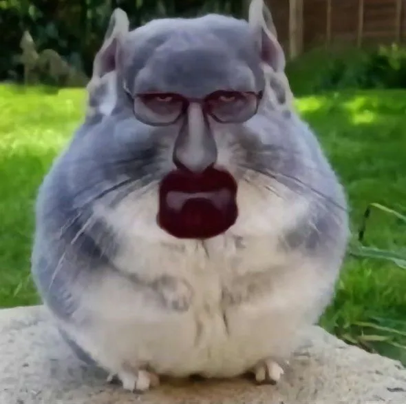 Avatar chuột hamster bá đạo biểu cảm lầy lội