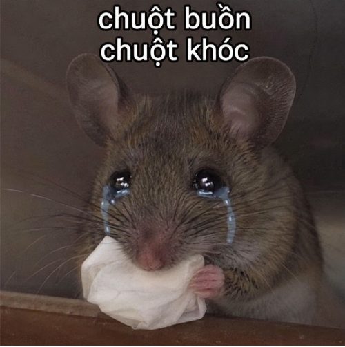Loạt meme chuột khóc biểu cảm tủi thân cực hài hước
