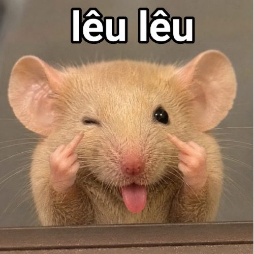 Tuyển tập meme chuột lêu lêu biểu cảm cực hài bá đạo