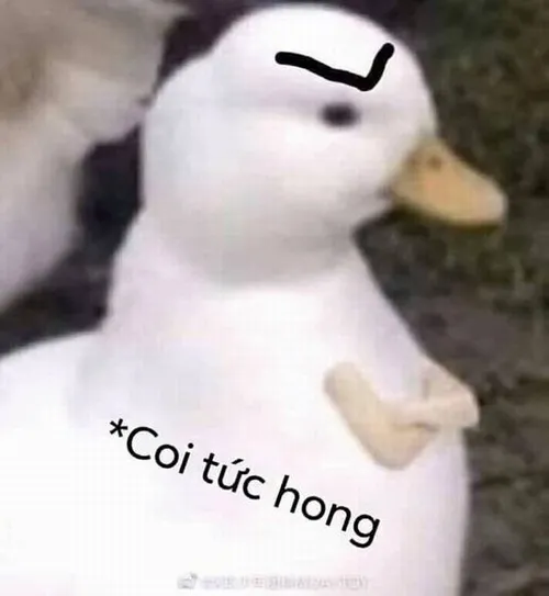 Vịt troll và cơn sốt ảnh chế khiến ai cũng lưu