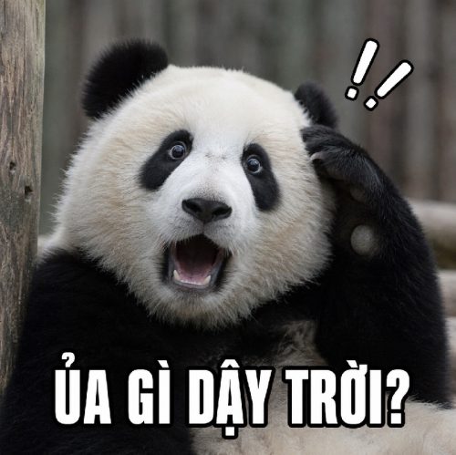Kho meme gấu trúc bất ngờ biểu cảm ngạc nhiên cực hài