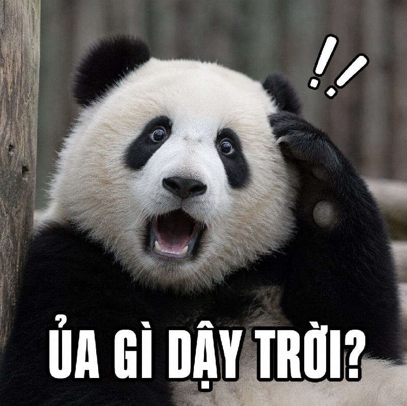 Kho meme gấu trúc bất ngờ biểu cảm ngạc nhiên cực hài