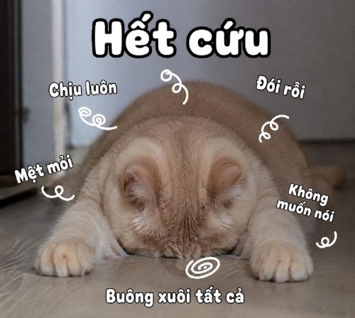 Full meme hết cứu nổi – Ảnh chế gọi cấp cứu cứu tao