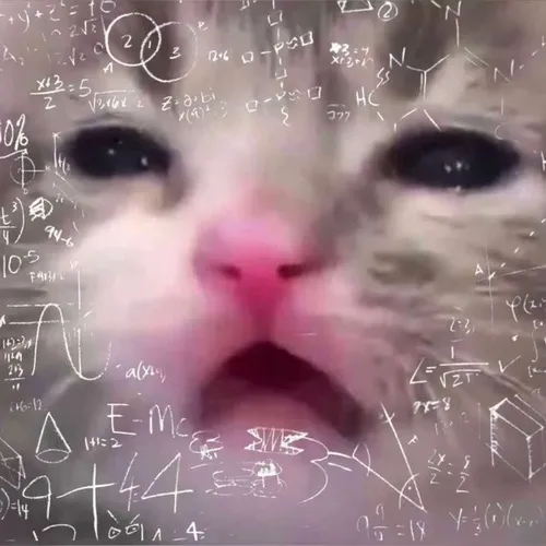 Meme mèo gương mặt nghệch hết cả ra