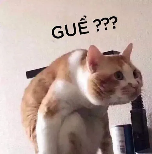 Ảnh chế mèo gương mặt kiểu “ơ là sao?”
