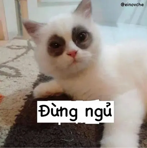 Ảnh troll mèo mất ngủ vì chơi game quá tay