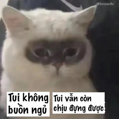 Ảnh chế thiếu ngủ mà vẫn cố làm việc