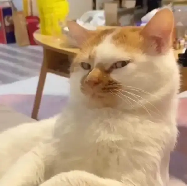 Meme mèo chế kiểu "không dễ lừa đâu"